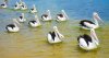 Pelicans after feeding time at San Remo - Phillip Island, Vic, Australia-1.jpg