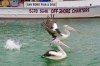 Pelicans heading back after a free lunch at San Remo - Phillip Island, Vic, Australia-1.jpg