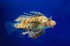 Lion Fish (Pterois volitans) 2 (1 of 1).jpg