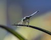 dragon fly blue Pachydiplax longipennis                                             .JPG
