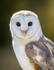 Barn Owl (2 of 11).jpg