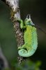 Trioceros jacksonii - Jackson's chameleon 3.jpg