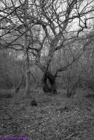 spooky tree-2.jpg